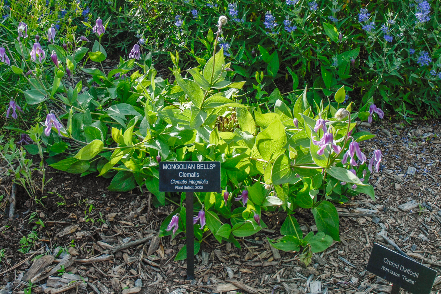Mongolian Bells Clematis